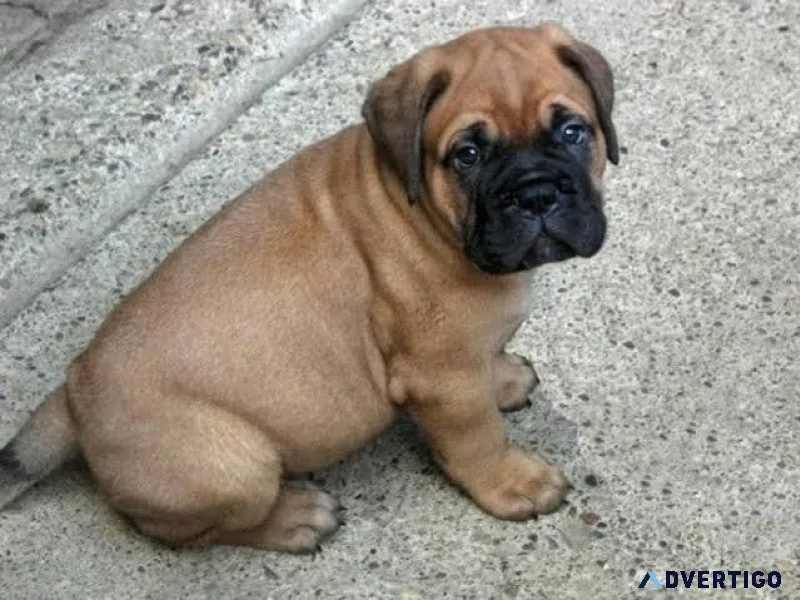 Bullmastiff Puppy