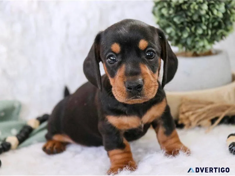 CKC registered dachshund puppy