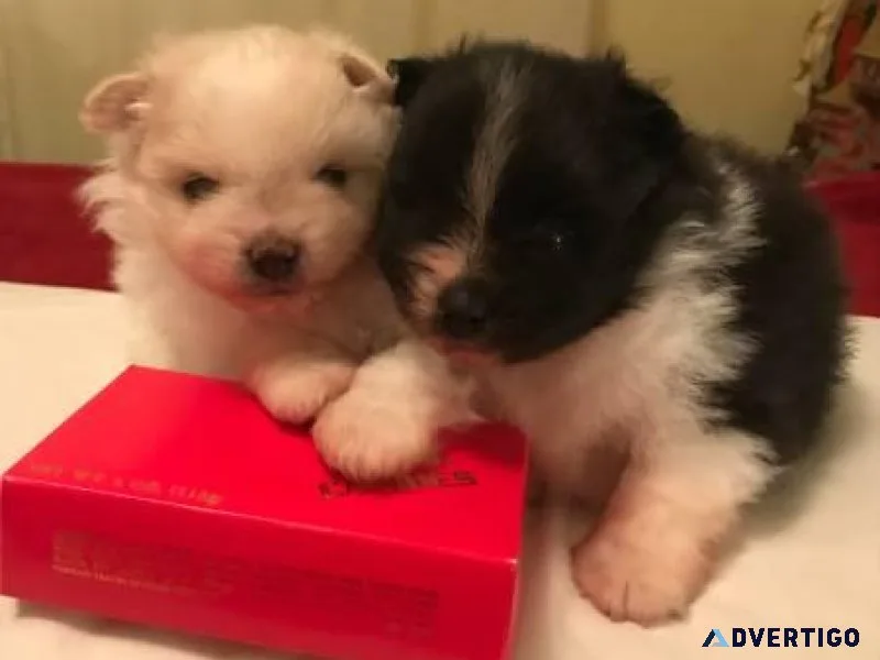 Sweet Pomeranian puppies (2 females) looking for a new home