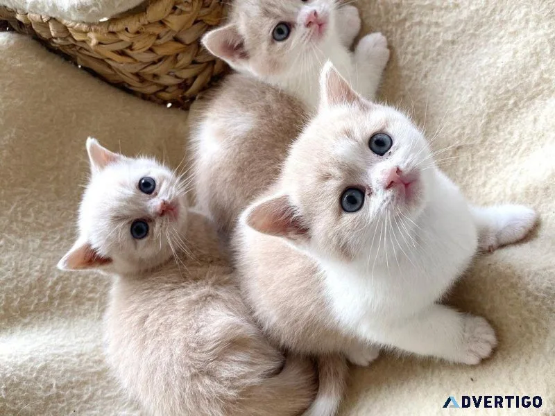 British Shorthair kittens
