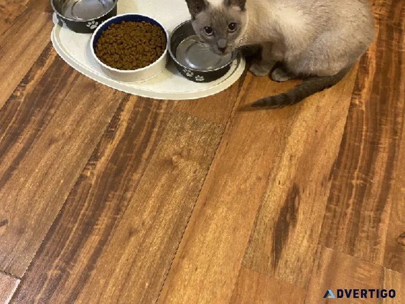 Blue Point Siamese