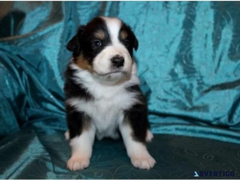 Christmas puppies from Gala Farm