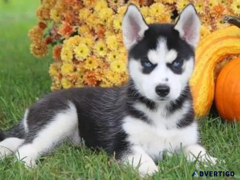 Siberian Husky puppies
