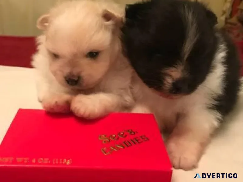 Puppies..... Adorable tiny Pappilon x Pomeranian puppies