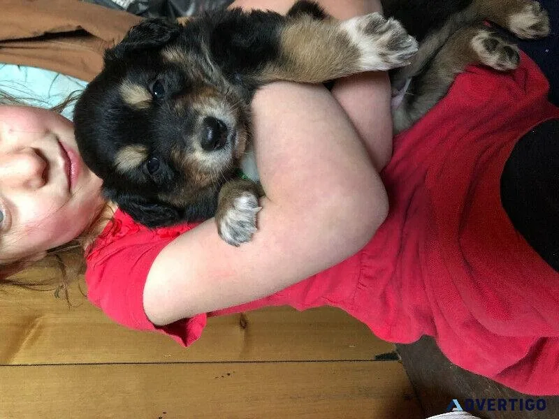 Austrailan shepherd puppies