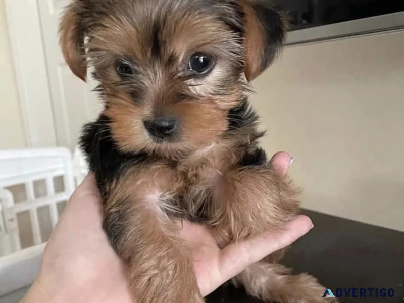 Yorkie puppies
