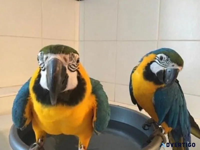 FDFDF Cute Talking Blue and Gold Macaw parrots