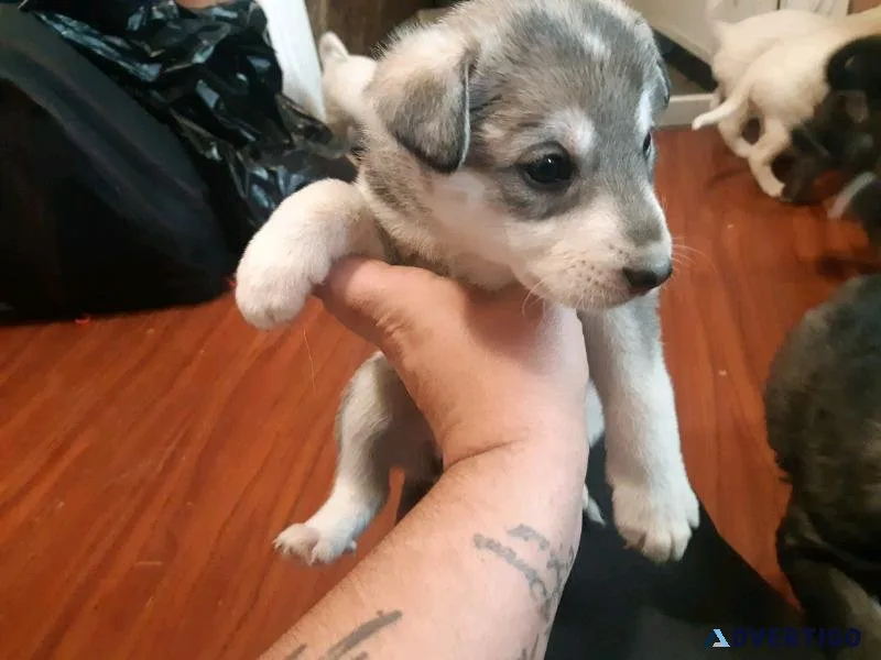 2 Siberian husky females