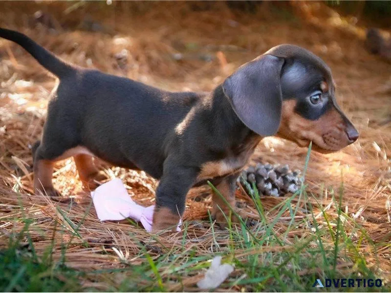 Mini Dachshunds
