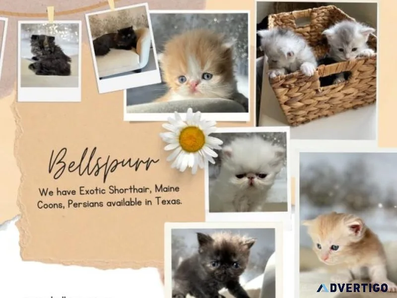 Maine Coon Kittens Available in Texas