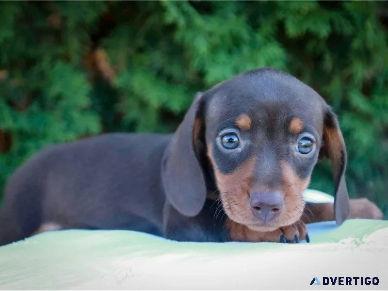 Terrier x dachshund