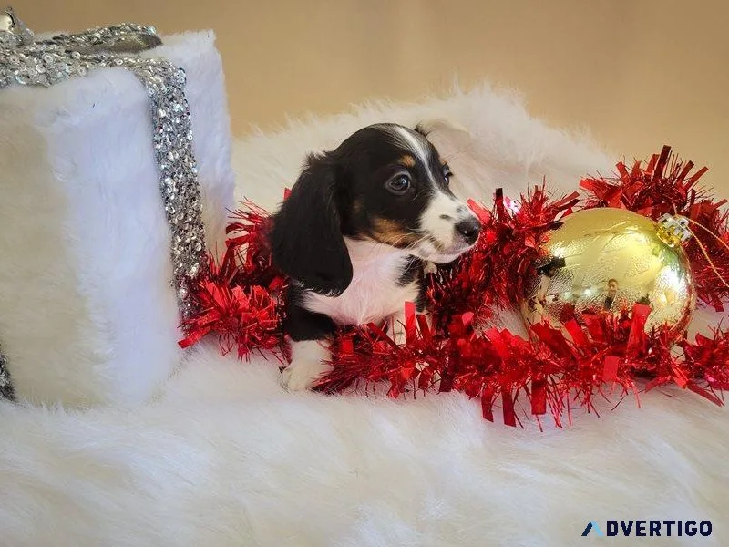 2 Miniature Dachshunds