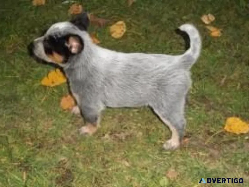 Miniature Australian Shepherd Puppies