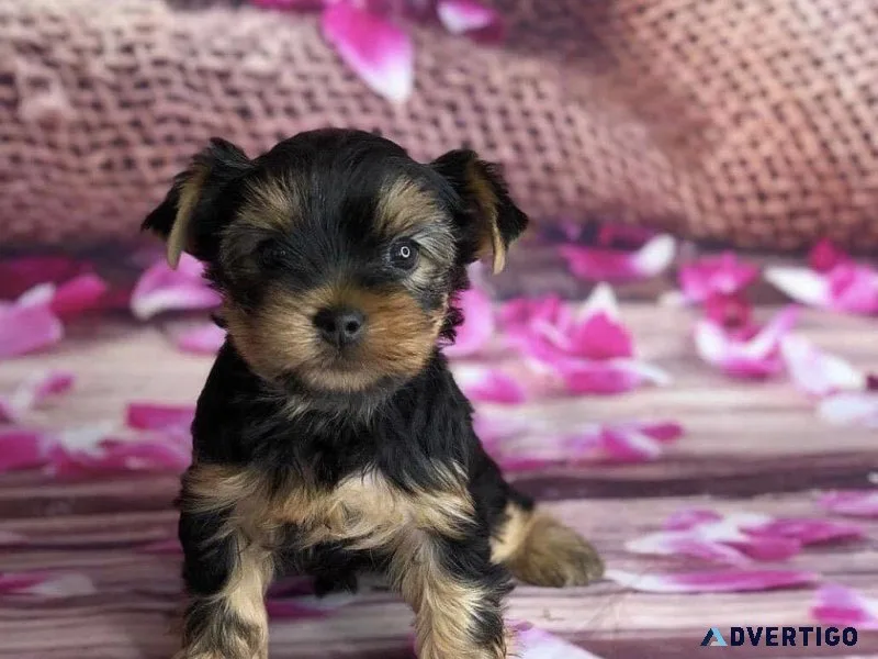 Beautiful Yorkie puppies