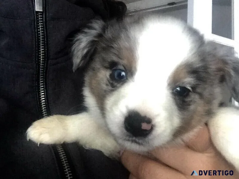 Australian shepherd heeler cross