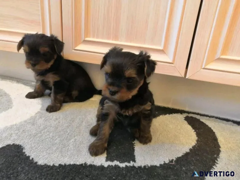 YORKSHIER TERRIER PUPPIES