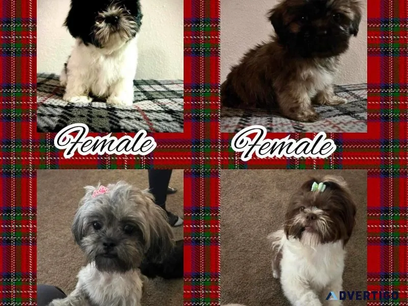 Shihtzu