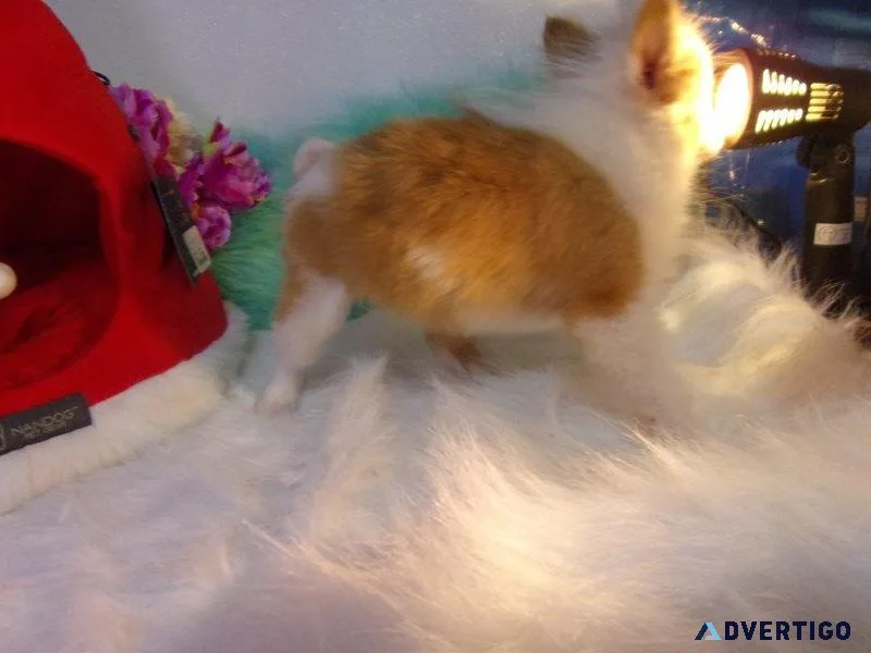 Adorable Pomeranians Ready Now