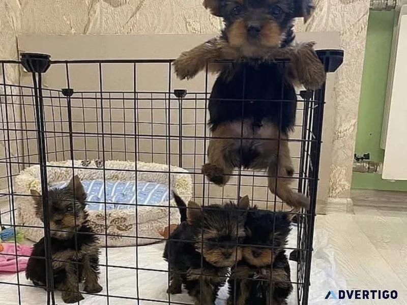 purebred yorkie puppies