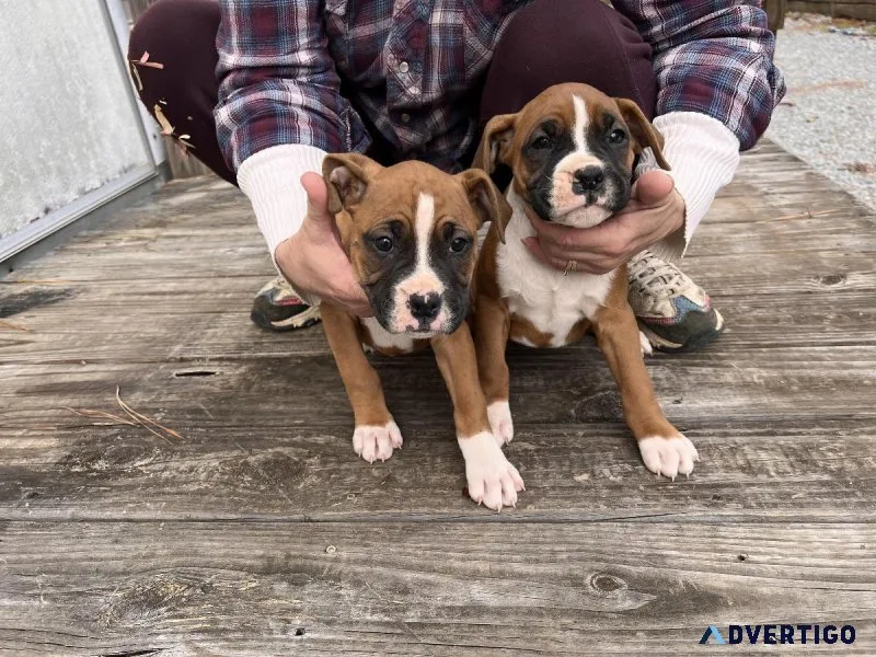Full blooded boxers puppies
