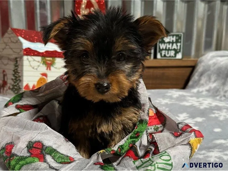 Yorkie puppies