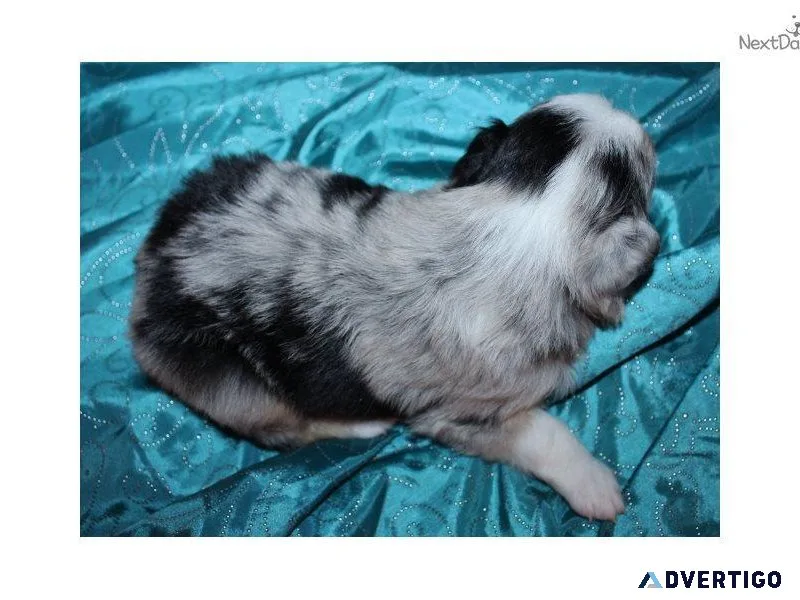 Auggie Puppies Corgi x Mini Australian Shepherd