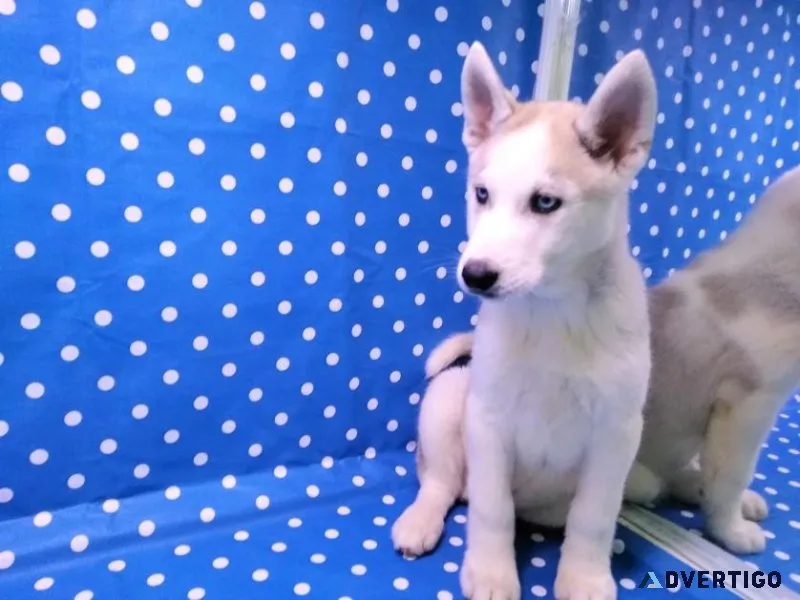 Purbred Siberian Husky