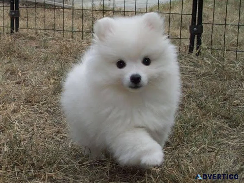 American Eskimo Puppy
