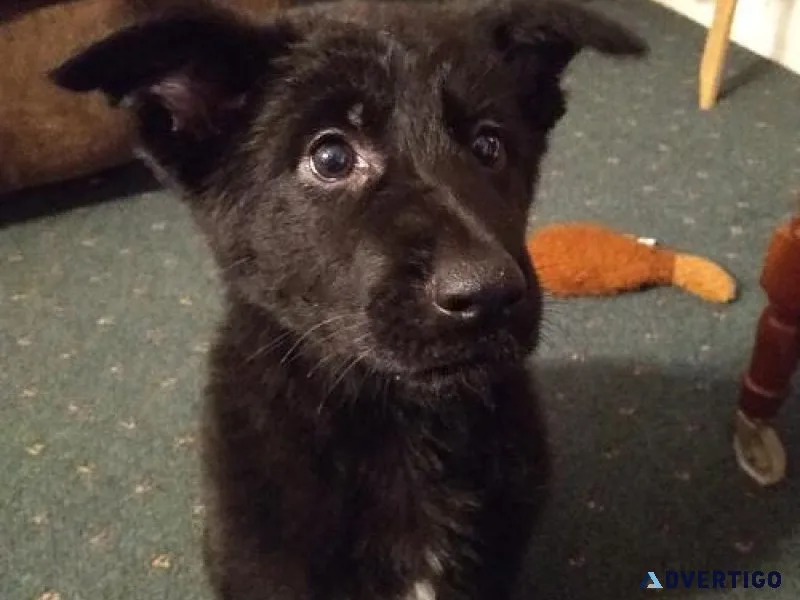 Well Trained German Shepherd puppies