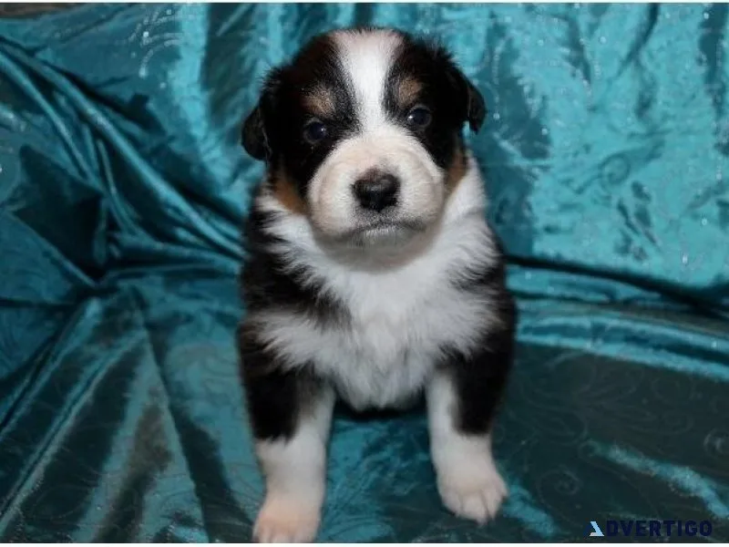 Aussiedoodle puppies