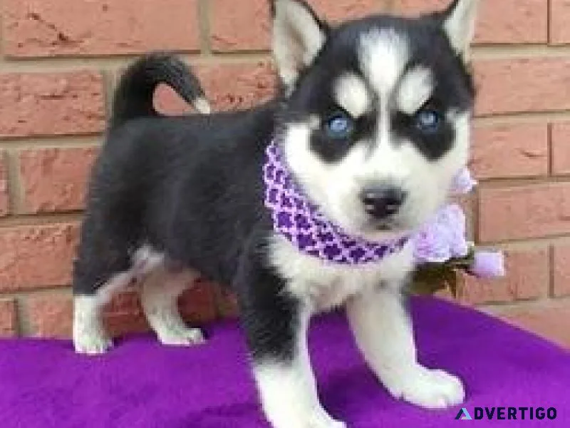 Siberian Husky Puppies