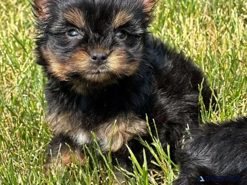 TOY(not MINI) Schnauzer puppies