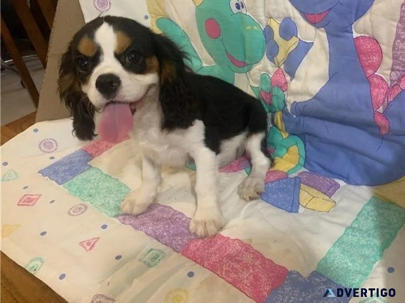 Well Socialized Cavalier King Charles Spaniel Puppies