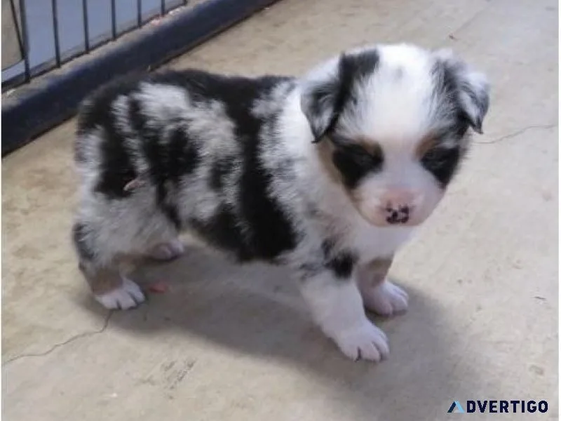 Aussiedoodle puppies from health cleared parentage