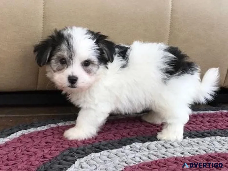Healthy Havanese puppies available