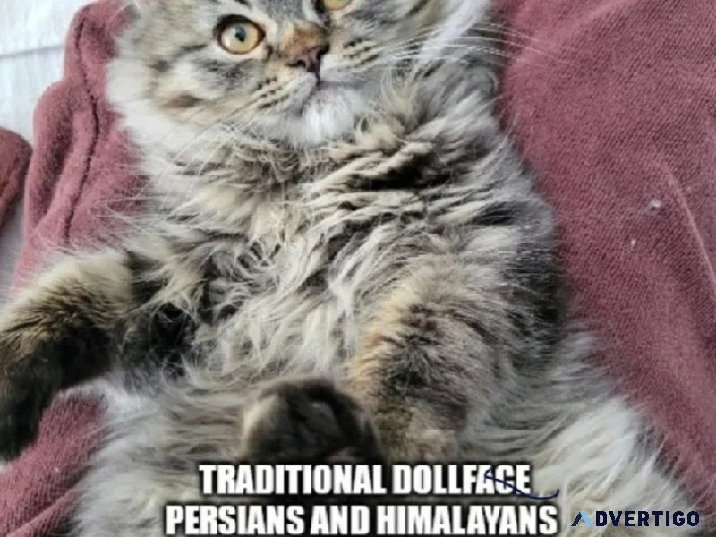 Himalayan Persians