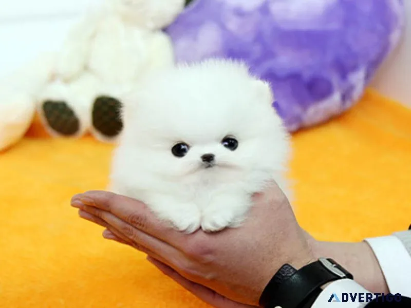Sweet Toy Poodle Pomeranian Mix Female
