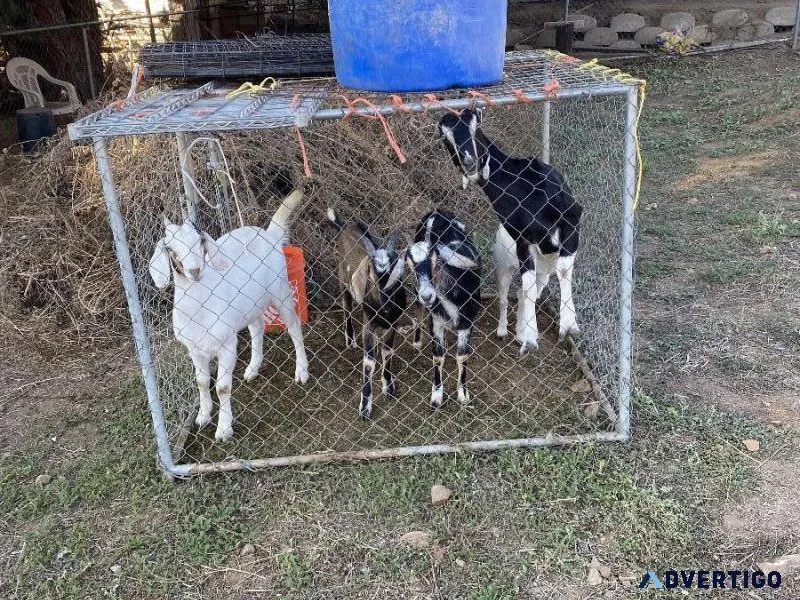 Small herd of goats