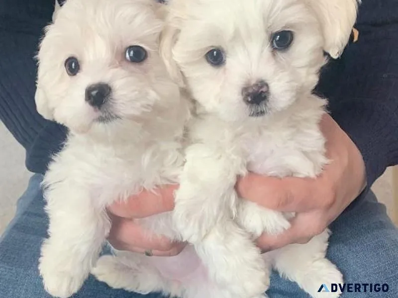 KKUAJ gorgeous Maltese puppies
