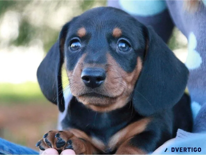 Miniature Dachshund  long hair