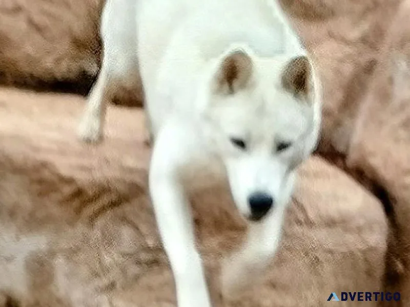 White Akita 3yrs