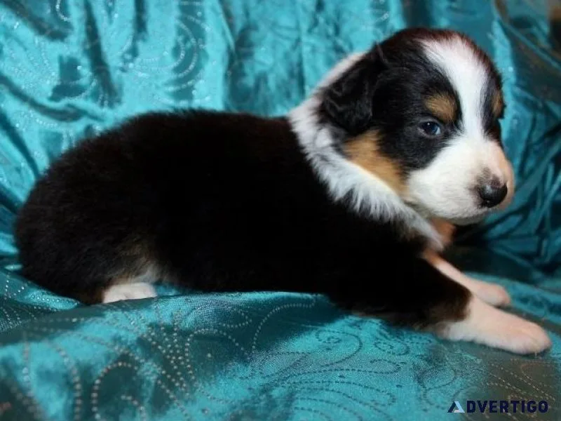 Aussiepom Puppies
