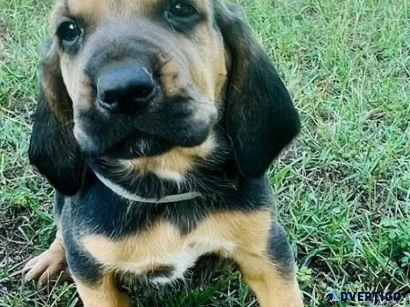 Well Socialized Bloodhound puppies available
