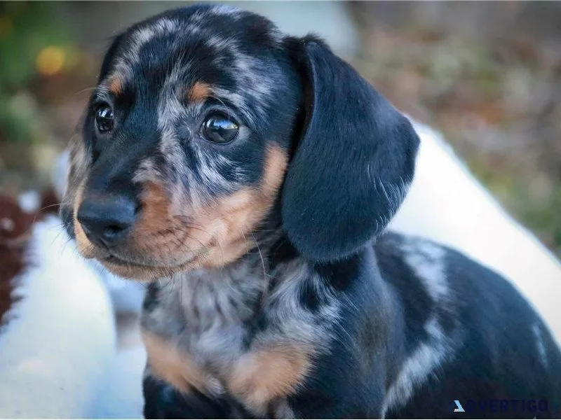 Miniature Dachshund retired female