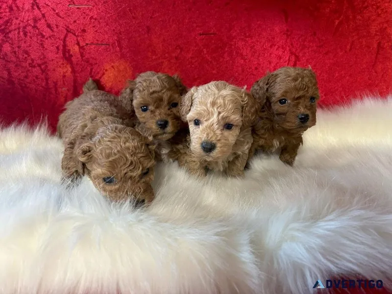 Red Toy Poodle Puppies