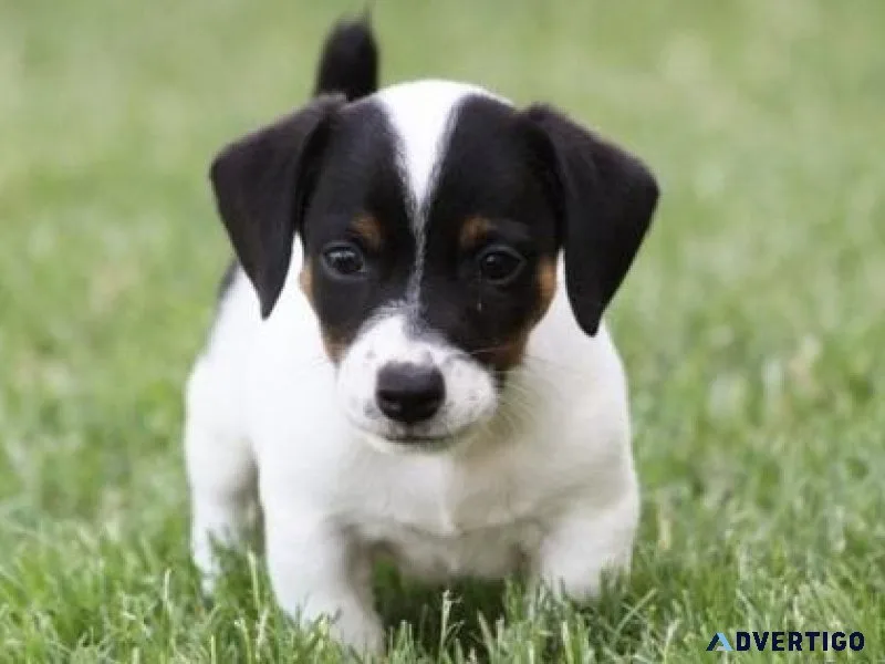 Lovely Jack Russel Terrier Puppies