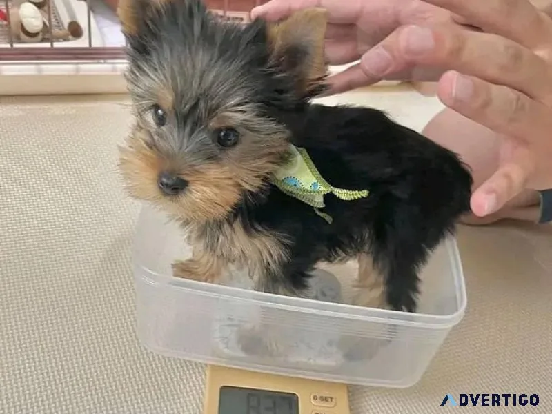 Gorgeous yorkie Babies Ready Now