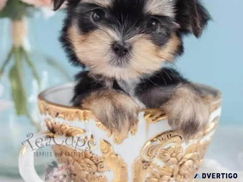 Morkie Puppyy For Sale