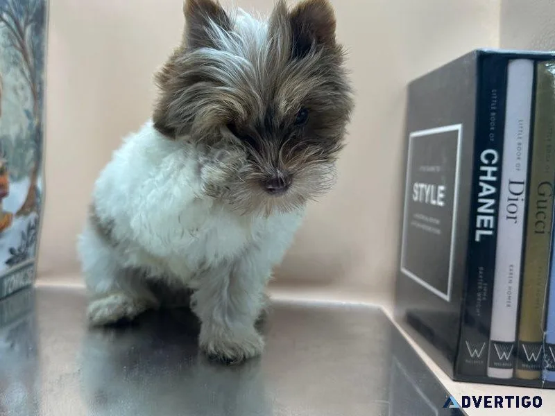 Small Yorkie mix puppies (only 1 male left)