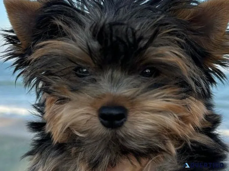Yorkie puppies female and male Available